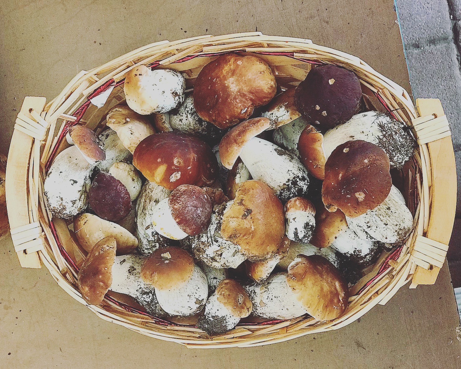 vendita di funghi porcini freschi